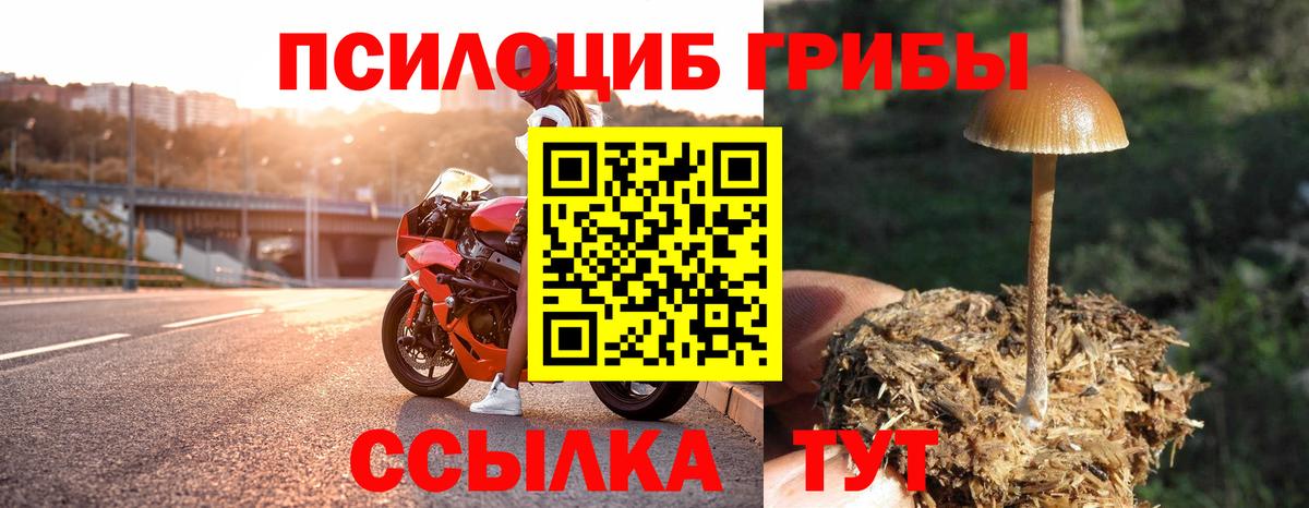 Псилоцибиновые грибы мицелий Курчалой